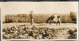 Lil's garden <Kooweerup>, ?, young Bill & cow