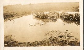 Ducks on the pond!