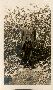 Frank Cook snr. - Beaconsfield gold miner - gave solid gold